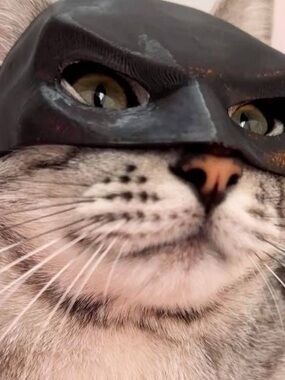 Batman Cat Mask for Cats - Pet Costume Accessory